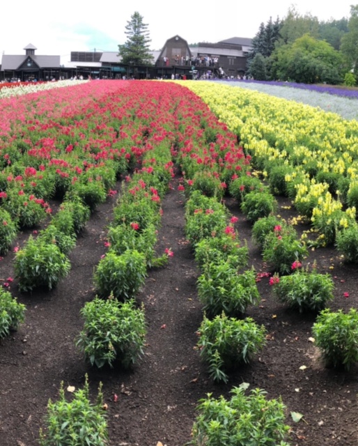 ファーム富田　札幌市内・札幌市内近郊の方大歓迎！中央区・北区・南区・西区・東区・手稲区・白石区・厚別区・北広島・石狩市・江別・千歳・恵庭・小樽等の近郊地域からの問い合わせもあります。就労継続支援A型や札幌の就労移行支援からの移籍も可能です。無料送迎・昼食・工賃に関してはお問い合わせ下さい。体験利用あり。引きこもり・精神障害・統合失調症・うつ病・気分変調症・ADHD・ASDの方からの問い合わせが多いです。相談支援員さんを通していただくか、セルフプランも可能です。好きな日、好きな時間、週1回等、自分のペースで気軽に通所できます。ONEGAME（ワンゲーム）札幌清田では、新規メンバー(利用者さん)を随時募集中です。札幌の就労継続支援B型をお探しの方は、お気軽にお問い合わせ下さい。eスポーツ・ゲーム技術の向上をしながら動画制作・映像編集・データ入力等のパソコンを使った作業を行いステップアップ可能です。また、カルチャーブースも併設しています。eスポーツ以外でもハンドメイドアクセサリー（ピアス・イヤリング）の制作・レジン製作等の手作り商品制作・写真撮影・作業工程動画編集・データ管理・ブログやSNS発信・ネット通販出品・商品発送等を行っていただきます。eスポーツ専門B型事業所　利用者さん募集