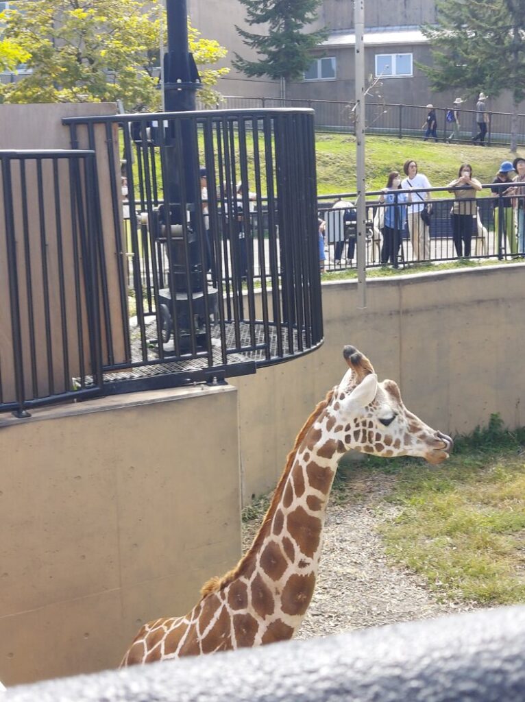 旭山動物園　キリン